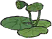 小荷莲蓬.png