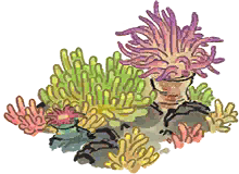海葵小景.png