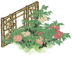 黄倚栏牡丹.png
