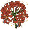 金灯花.png