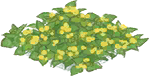 暖暖黄花圃.png