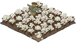 棉花田.png