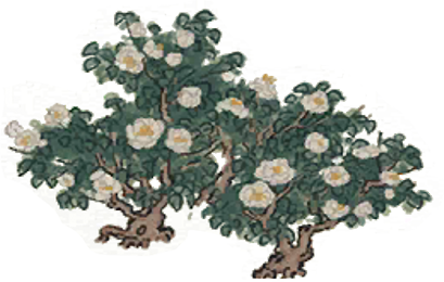 文件:山茶树1.png