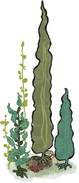 海草5.png