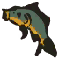 黄河鲤鱼.png