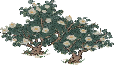 清雅山茶花.png