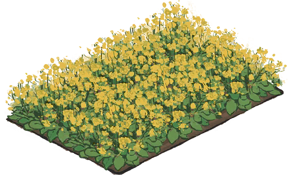 油菜花田一级.png