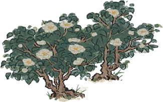 如玉山茶花.png