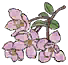 春日花瓣.png