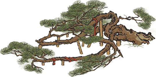 寒山奇松.png