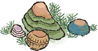 壳语石.png