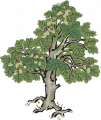 梧桐2.png