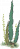 海草2.png