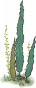 海草2.png