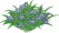 马兰花圃.png