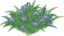 马兰花圃.png