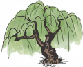 柳树1.png