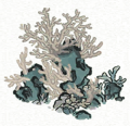 珊瑚丛1.png