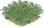 竹林.png