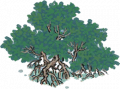 红树2.png