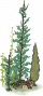 海草4.png