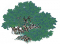 红树8.png