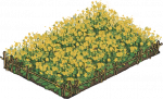 油菜花田.png