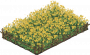 油菜花田.png