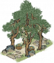 树荫亭.png