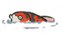 锦鲤.png