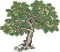 梧桐.png