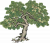 梧桐.png