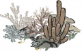 珊瑚丛.png