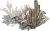 珊瑚丛.png