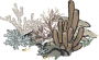 珊瑚丛.png
