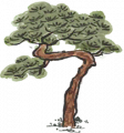 松树3.png