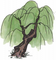 柳树2.png