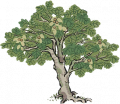 梧桐3.png