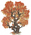 乌桕3.png