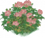 芙蓉花圃.png