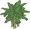芭蕉树1.png