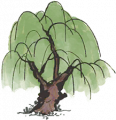 柳树.png