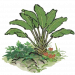 疏疏蕉叶.png