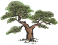松树.png