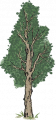 柏树2.png