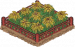 稀有雁来红.png