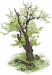 豆梨开雪.png