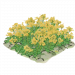 半亩油菜.png