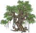 垂须榕树.png