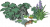 叶下锦鲤.png